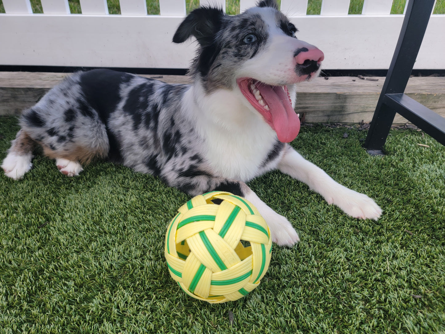 Long Lasting Durable Dog Ball | Play & Energy Drainer | 1ct