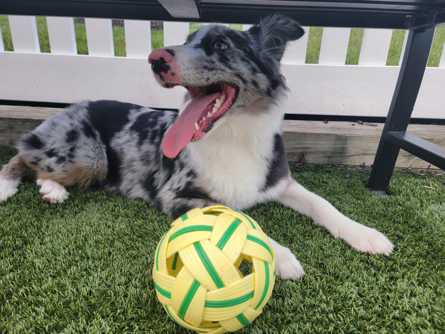 Long Lasting Durable Dog Ball | Play & Energy Drainer | 1ct