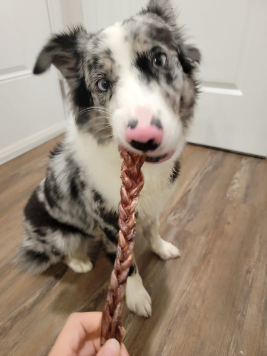 Pork Pizzles Bully Stick (Chew)| Organ Meat Based | Chomper |1ct or 5ct