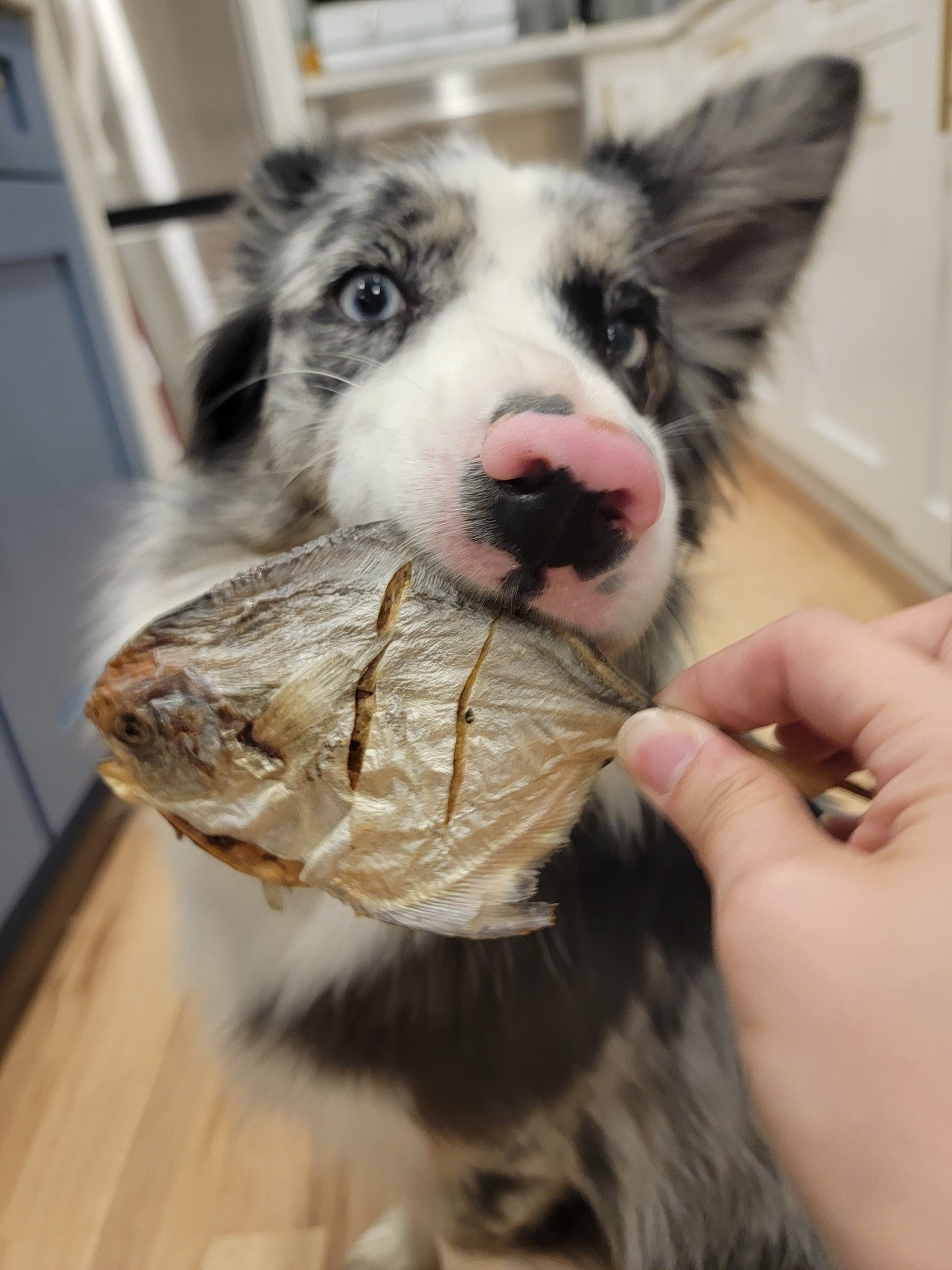 Pompano Whole Fish (Gilled & Gutted) | Treats & Premium Seafood Topper | Crunchy |3ct or 5ct Free 1ct