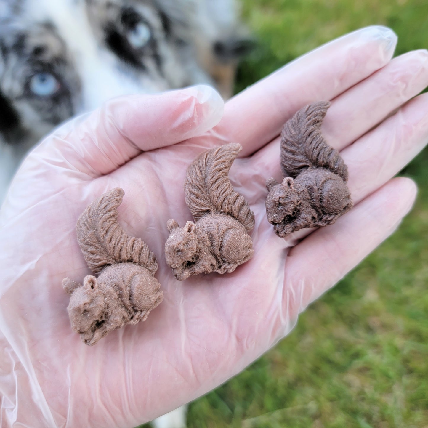Mini Squirrels| Enrichment & Toppers | Goat Milk Based |Crunchy |12ct