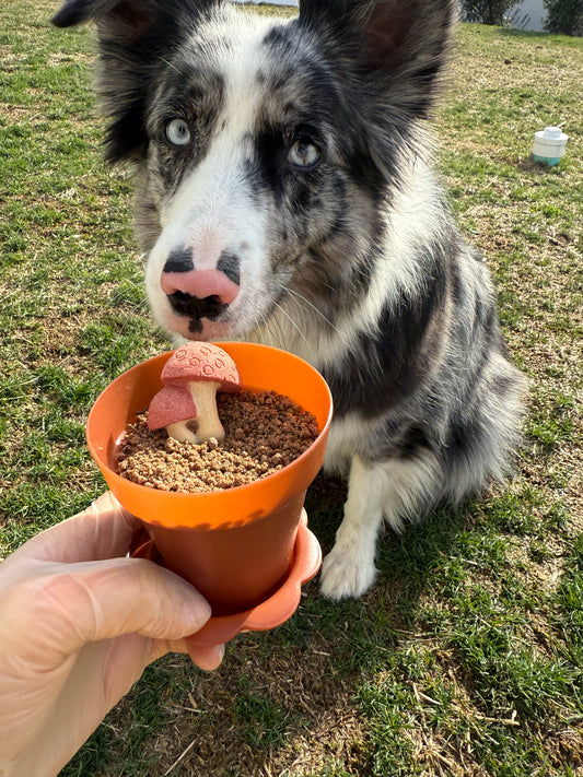 Edible Garden Soil + Mini Pot Set| Meat Based |Softie | 3.5oz/100g
