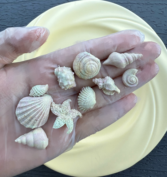 Artisan Unicorn Seashells Set | Goat Milk Based | 30ct | Assorted Designs