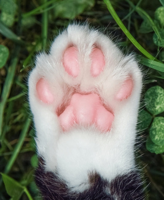 Pink Toe Beans| Enrichment & Toppers | Goat Milk Based | Crunchy | 1.8oz/50g