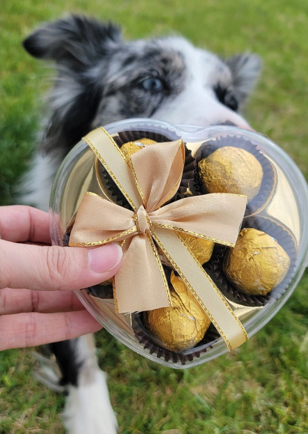 Pet Safe Furrero Rocher Gift Box | Meat Based | Crunchy | 6ct