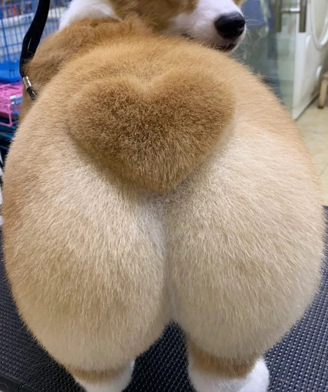 Corgi Butt | Meat Based |Softie | 5ct
