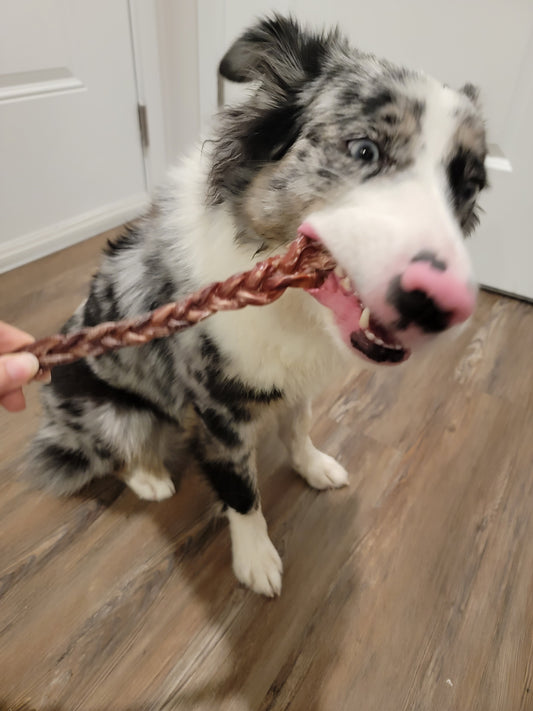 Pork Pizzles Bully Stick (Chew), homemade from fresh ingredients, perfect for smaller breed, reduce anxiety