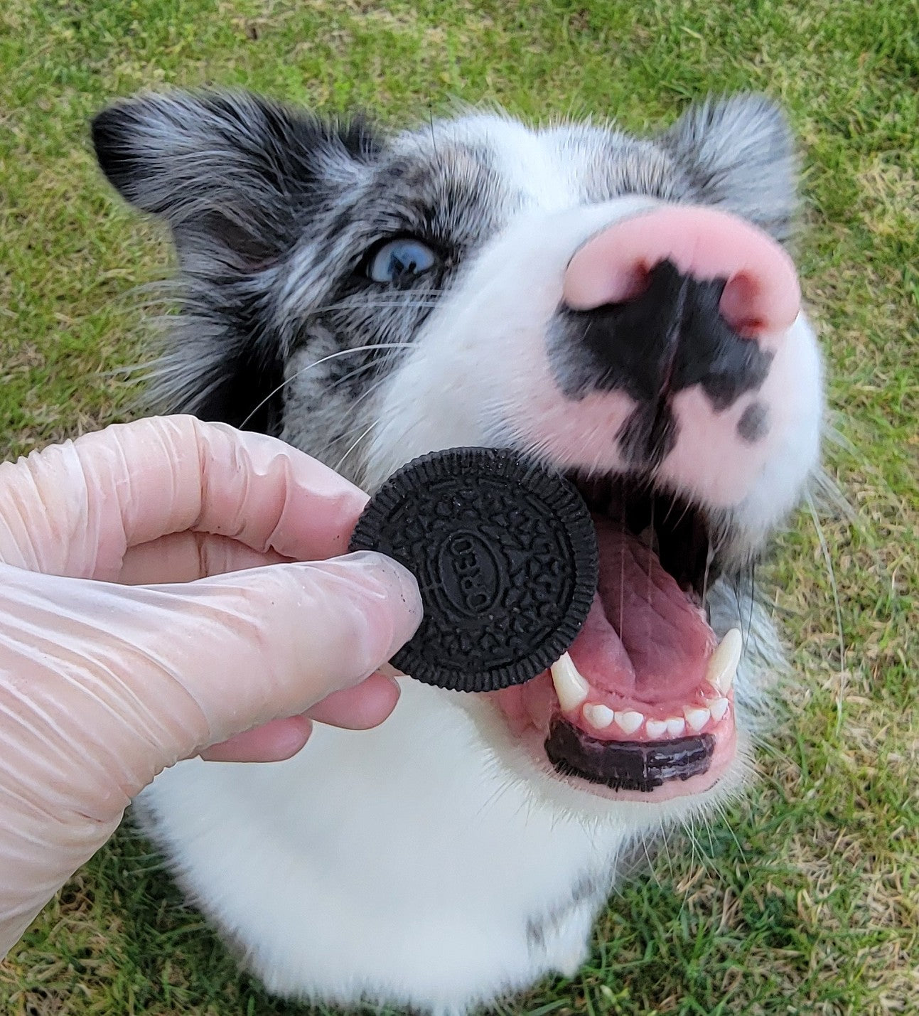 Meat Oreo (2 layers of duck meat based), Dog/Cat Treats, 7ct