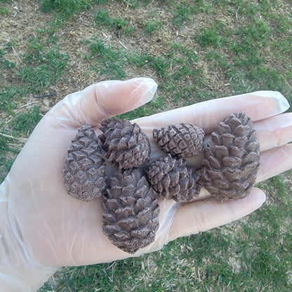 Pinecones | Enrichment & Toppers | Goat Milk Based |Crunchy |3oz/85g (~12ct)