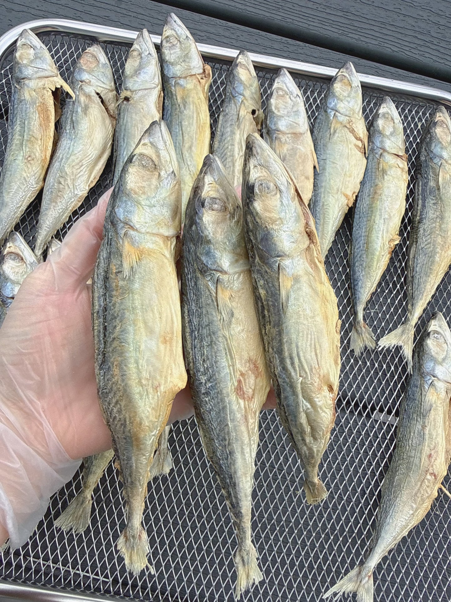 Whole Full Mackerel Fishes | Premium Omega & High Quality | Seafood Based | Softie | 5ct