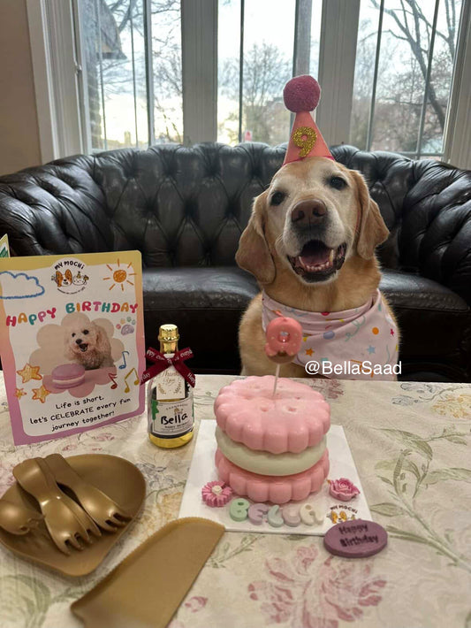 Cookie Sandwiches Cake Bundle (3 Tiers) | Dog & Cat Cake | Organic Yogurt X Meat