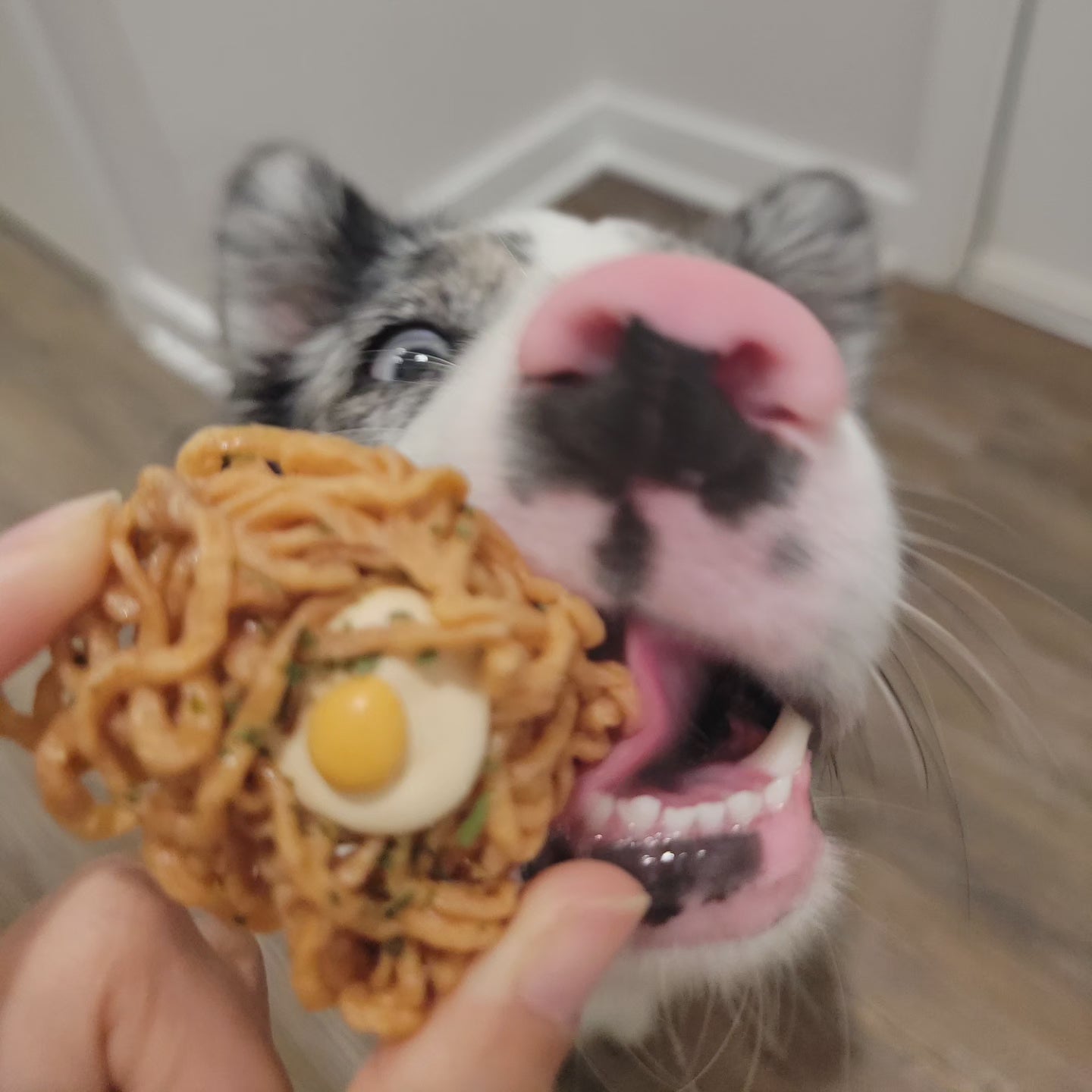 Egg Noodles, Healthy Homemade Dog Treats, Crunchy Fun, Clean Training Treats