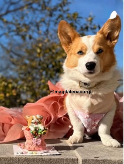 Custom Handheld Flower Bouquet | Bespoke Meat Cake Bundle | Dog & Cat Cake | Homemade Plant Based Cream Cheese X Meat